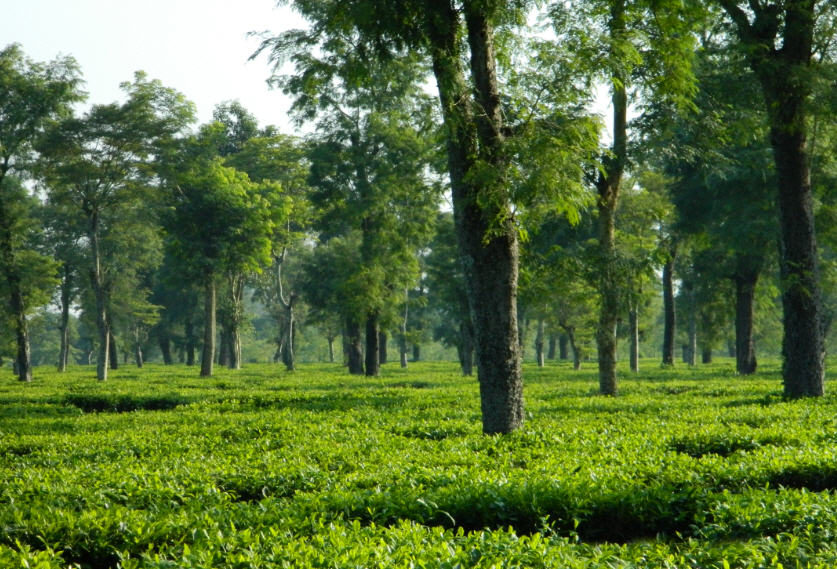 Assam