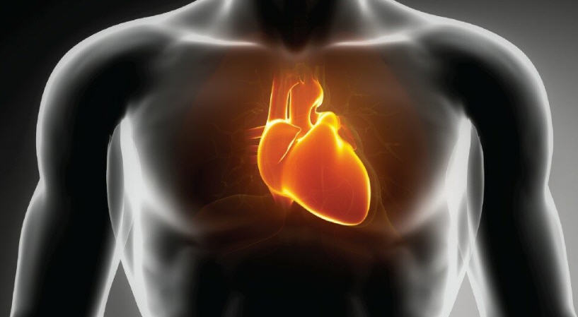 CoQ10 - Human heart health