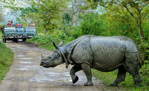 kaziranga national park