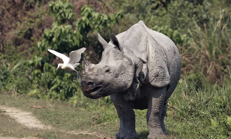 Kaziranga National Park