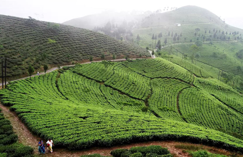 darjeeling